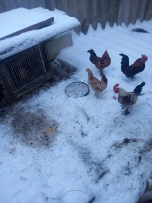 vand puicute si cocosi americani - imagine 2