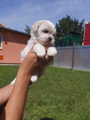 Acesti caini Shih Tzu isi cauta o familie iubitoare.