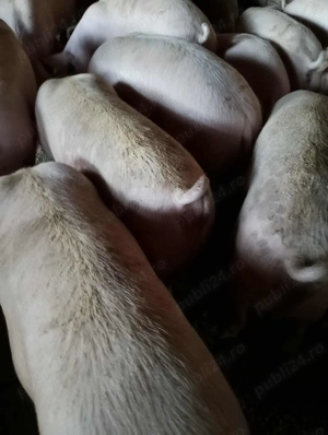 Porci de vânzare 