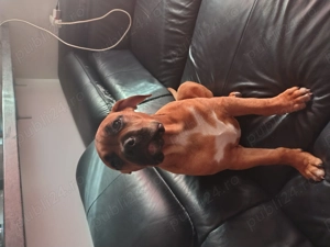 De vanzare american bully - imagine 2