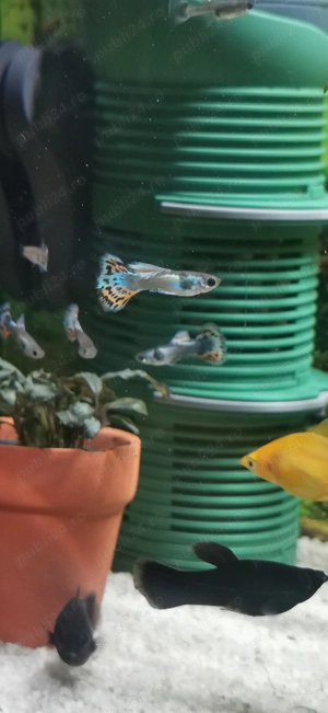 Vand pesti.  - imagine 3