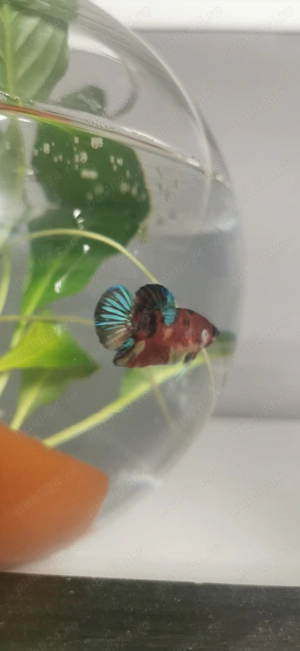 Vand pesti.  - imagine 2