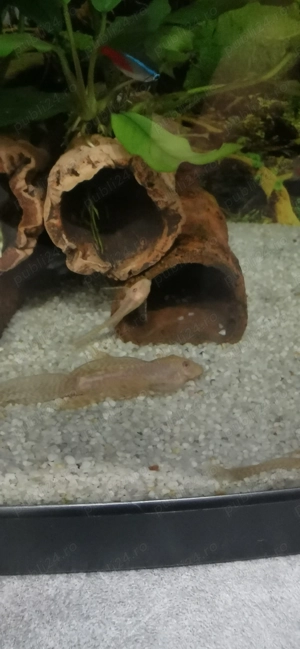 Vand pesti.  - imagine 5