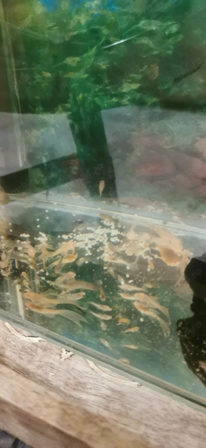 Vand pesti.  - imagine 4