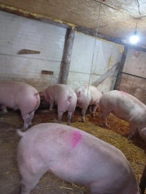 porci prahova  - imagine 2