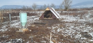 Purcei rasa vietnameza varietatea mare