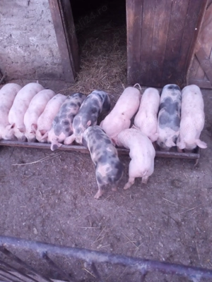 Purcei de vânzare 7 s pt mâni C linesti - Oas 