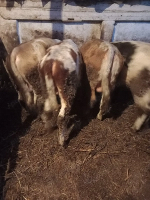 vind vitei  - imagine 4