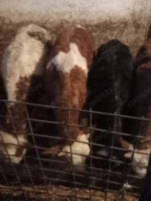 vind vitei  - imagine 2