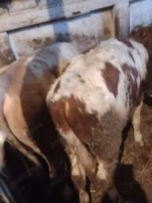 vind vitei  - imagine 3