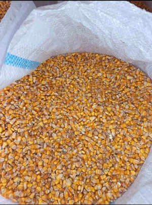 Vând Grăunțe M37V - imagine 2