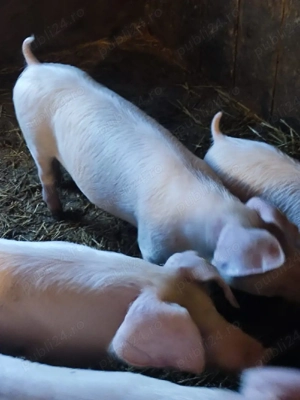 Landras Femele - imagine 2