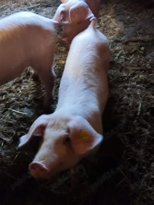 Landras Femele - imagine 4