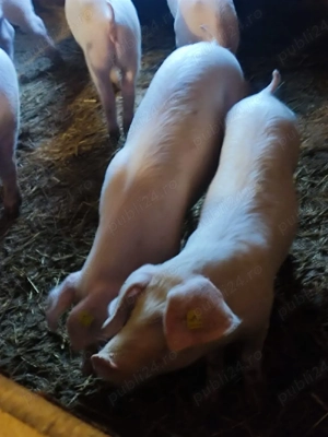 Landras Femele - imagine 3