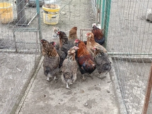 gaini araucana - imagine 3