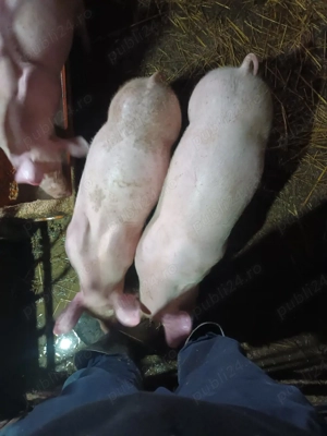 purcei de vanzare  9 săptămâni 