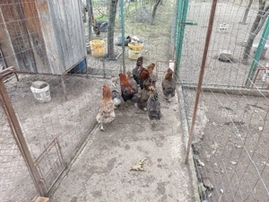 gaini araucana - imagine 2