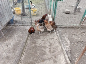 gaini araucana - imagine 4