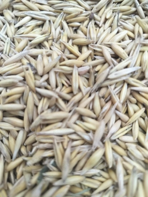 Ovaz de vanzare Bihor