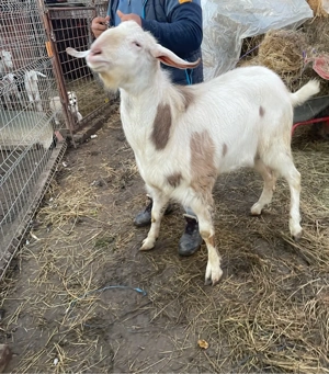 Țap anglonubian  - imagine 2