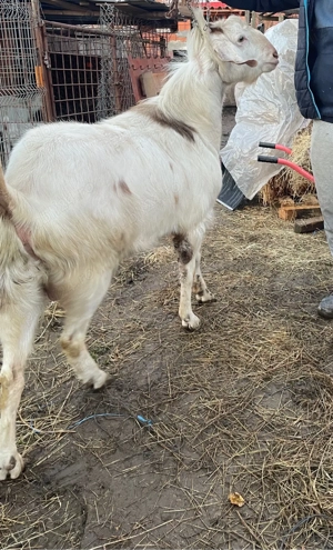 Țap anglonubian  - imagine 4