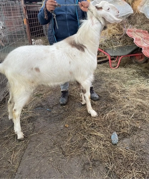 Țap anglonubian  - imagine 3