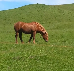 vand manz de 3 ani  - imagine 3