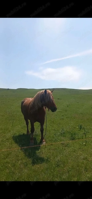 vand manz de 3 ani  - imagine 4