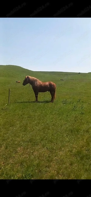 vand manz de 3 ani  - imagine 5