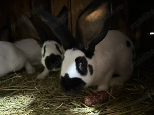 Iepuri Fluture German