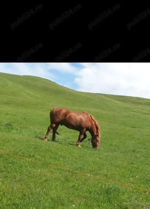 vand manz de 3 ani  - imagine 2