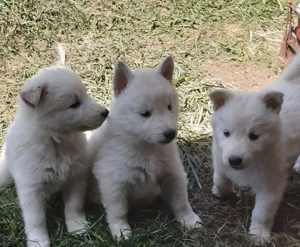 Ciobanesc elvetian ( Lup alb) cu pedigree  - imagine 3