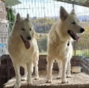 Ciobanesc elvetian ( Lup alb) cu pedigree  - imagine 4