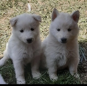 Ciobanesc elvetian ( Lup alb) cu pedigree 