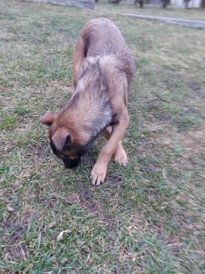 Catel ciobanesc belgian malinois - imagine 5