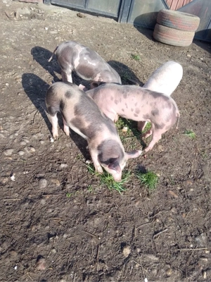 Grăsuni 4 luni de vânzare 