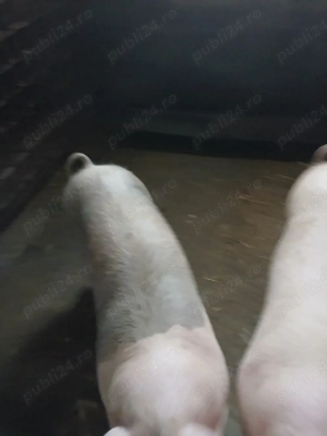 porci dr vinzare - imagine 3