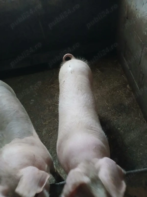 porci dr vinzare - imagine 2