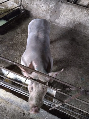 De vânzare porci   rasă Petrean Belgian  - imagine 2