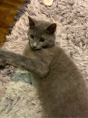    Pisică British Shorthair de vânzare   5 luni   