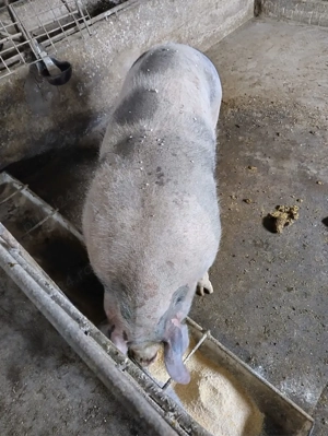 De vânzare porci   rasă Petrean Belgian  - imagine 4