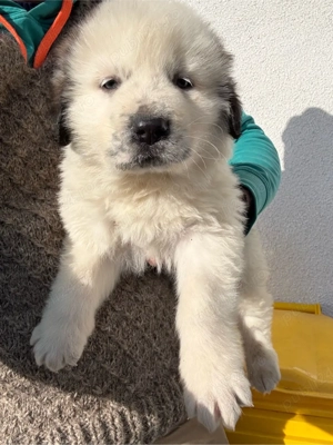 Catel ciobanesc de bucovina  - imagine 2