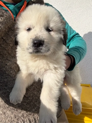 Catel ciobanesc de bucovina  - imagine 3