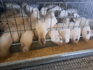 Vând prepelite polare și tibetana  - imagine 2