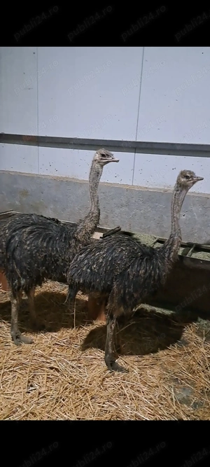 De vânzare struti tineri