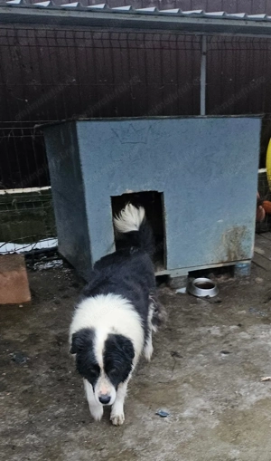 Donez metis Ciobanesc de Buccovina - imagine 2