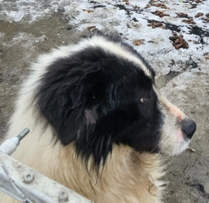 Donez metis Ciobanesc de Buccovina - imagine 3