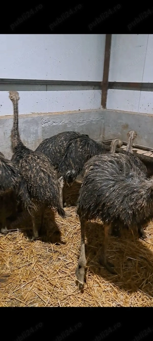 De vânzare struti tineri - imagine 2