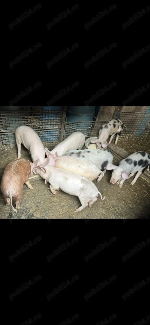 Vand purcei cu greutatea de 40-50kg - imagine 2