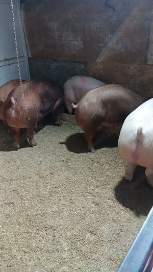 De vazate apelati cu an credere. - imagine 4